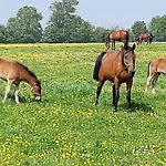 Isigny Omaha