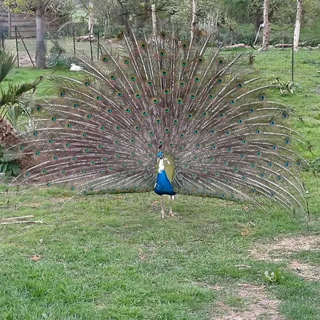 Dom wakacyjny Isigny Omaha