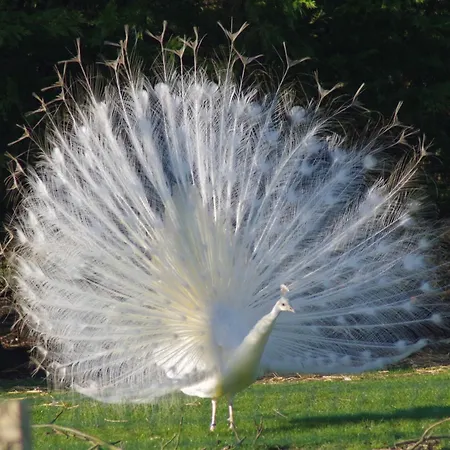 Isigny Omaha * Saint-Germain-du-Pert