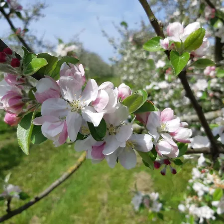 Isigny Omaha Dom wakacyjny Saint-Germain-du-Pert