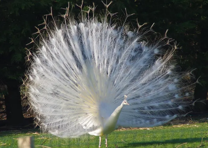 Isigny Omaha * Saint-Germain-du-Pert